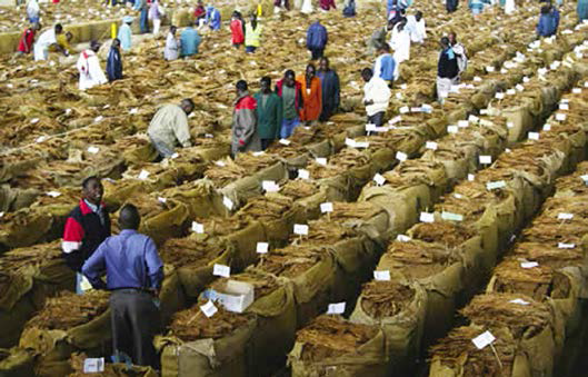 Low tobacco prices dampen informal trading